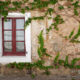 vines on an exterior house wall