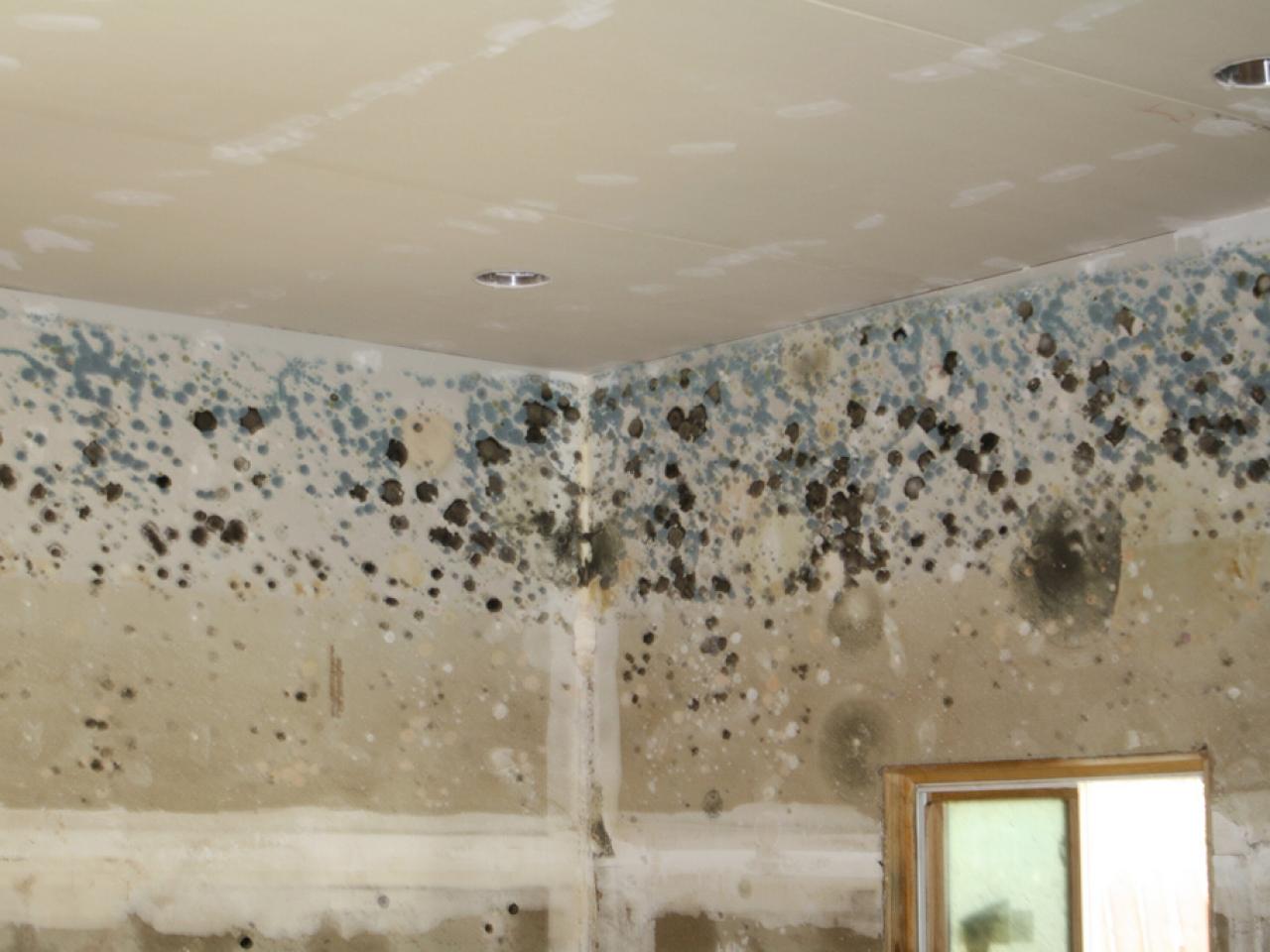 House Mold The Causes And Costs Of Mold The Money Pit