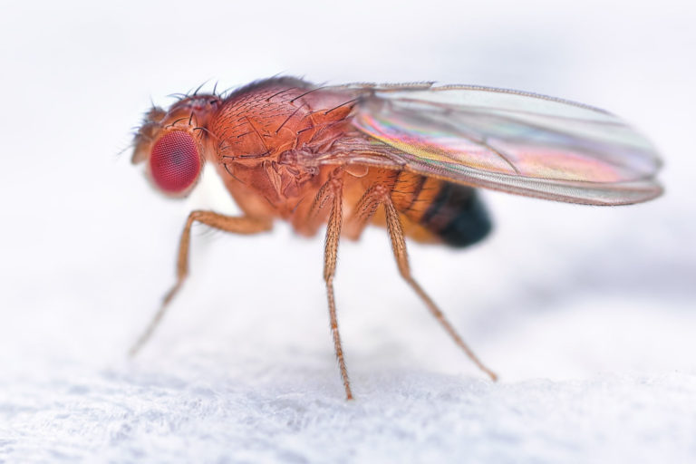 get-rid-of-fruit-flies-in-garbage-disposal-the-money-pit