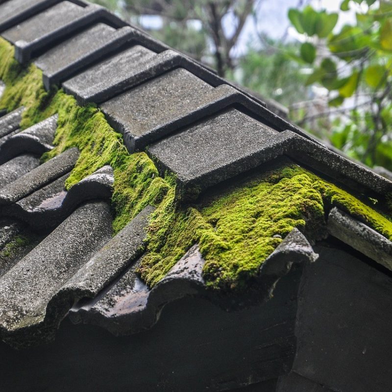 how-to-clean-moss-from-shingles-the-money-pit