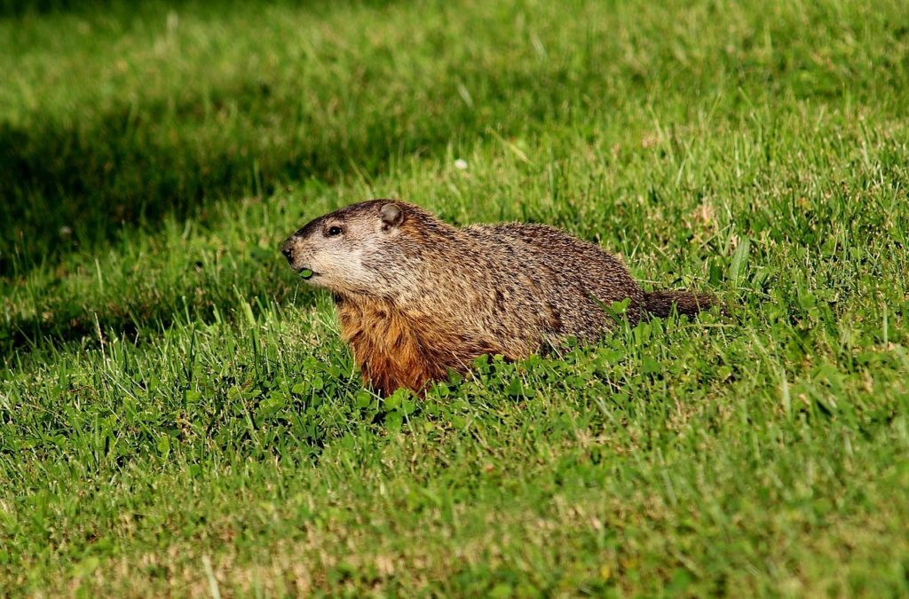 How to Prevent Woodchucks from Trashing Your Garden » The Money Pit