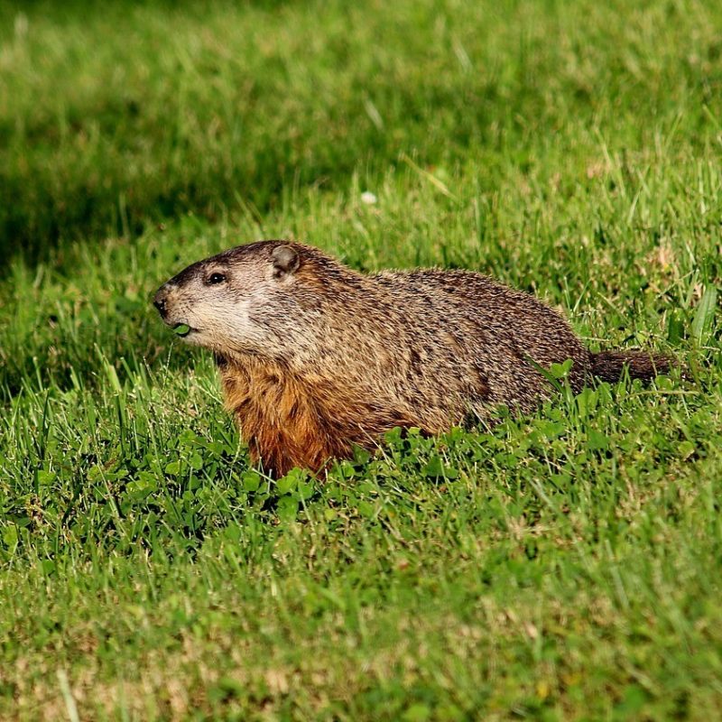 How to Prevent Woodchucks from Trashing Your Garden » The Money Pit