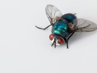 How to Get Rid of Cluster Flies