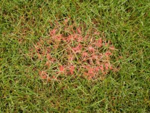 6 Common Lawn Diseases to Avoid » The Money Pit