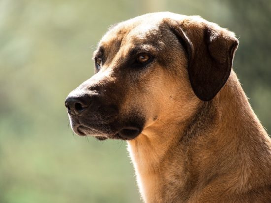 A Kangal Dog: A Family Pet and Faithful Protector | The Money Pit