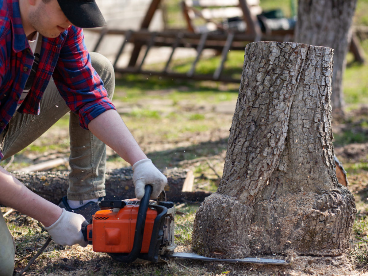 Stump Removal 4 Ways To Get Rid Of Tree Stumps The Money Pit