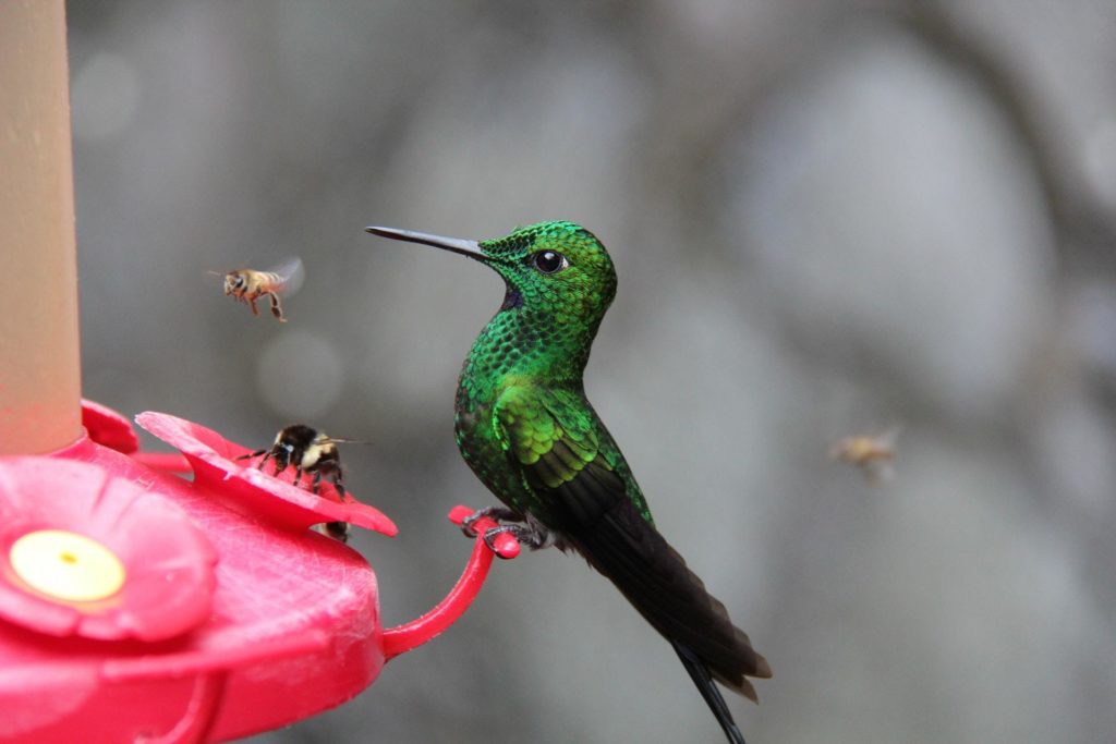does homemade hummingbird nectar need to be refrigerated