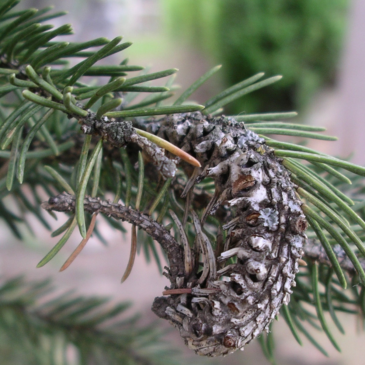 How to Get Rid of Christmas Tree Bugs Video » The Money Pit