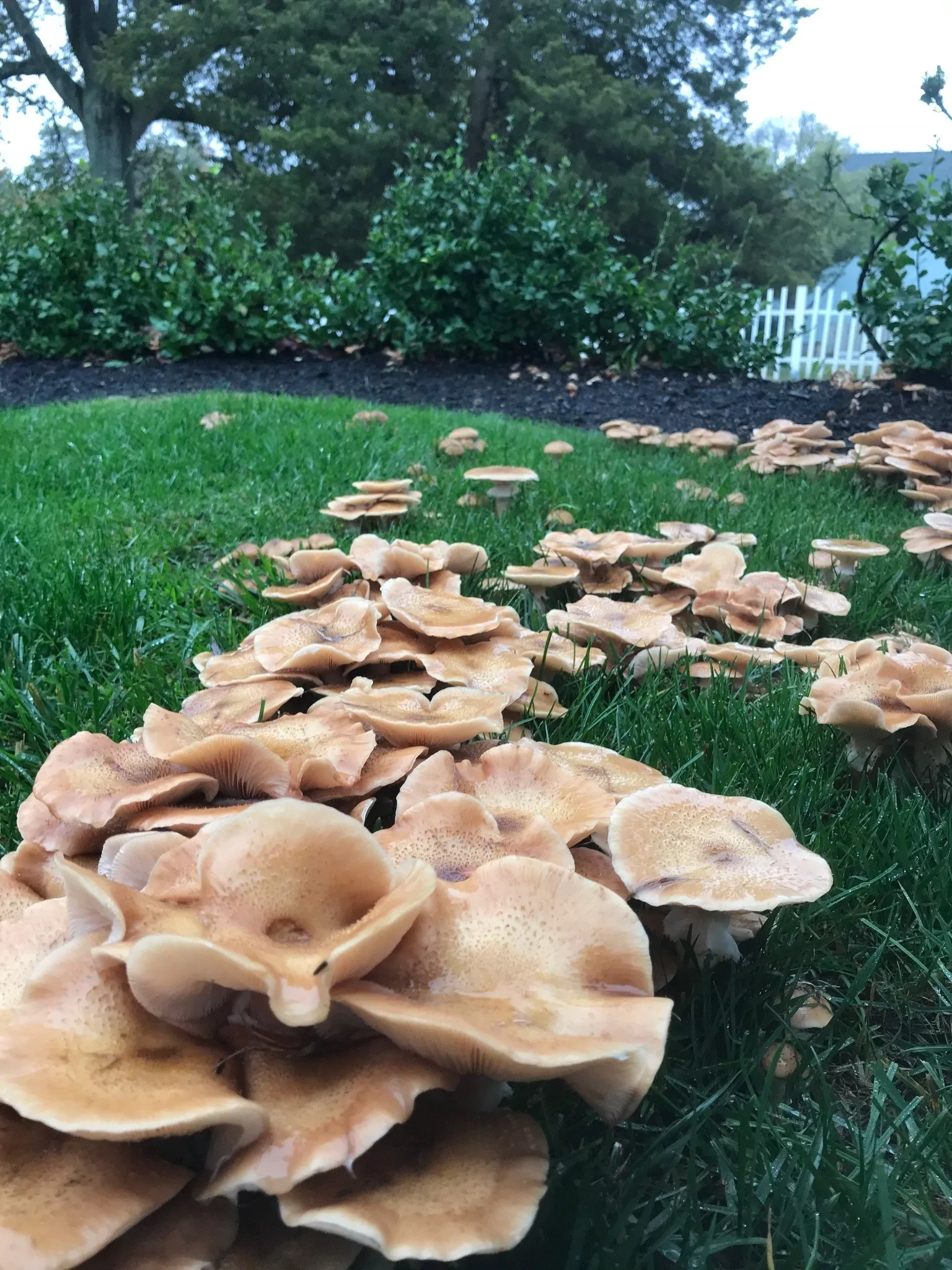 mushrooms-in-lawn-how-to-manage-the-fungus-among-us-the-money-pit