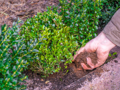 Man planting hedges