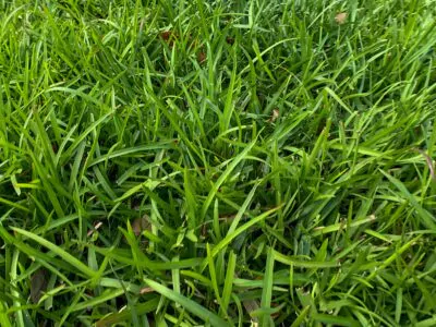 How to grow a centipede grass lawn.