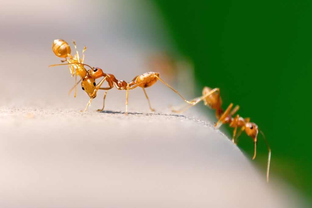 Ants working together to enter a home.