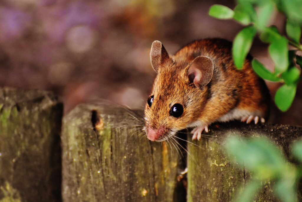 Mice and other pests can be kept away by a pest control professional.